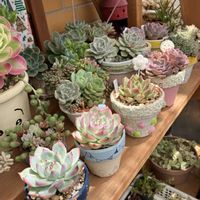 多肉植物,多肉寄せ植え,多肉大好き,多肉植物のある暮らし,多肉地植えの画像