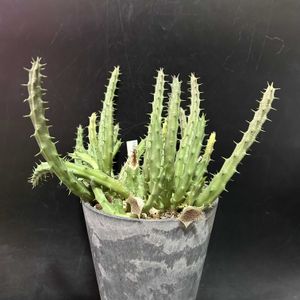 多肉植物,観葉植物,塊根植物,コーデックス,フェルニア属の画像