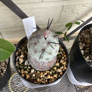 ゲオメトリクス,テフロカクタス ゲオメトリクス,珍奇植物,植物のある暮らし,ビザールプランツの画像