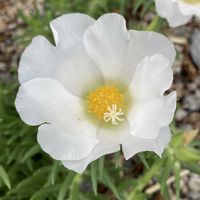 マツバボタン,マツバボタン,アジサイ・ダンスパーティ,紫陽花 ありがとう,紫陽花 ありがとうの画像