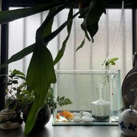 ポトス,ビカクシダ,トキワシノブ,コーヒーの木,ダバリア　ラビットフッドの画像