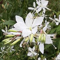 ガウラ,散歩の途中の画像