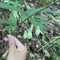 オオナルコユリ,お花,山野草の画像