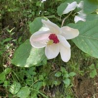 オオバオオヤマレンゲ,お花,山野草の画像