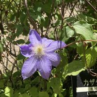 クレマチス,カザグルマ,お花,山野草の画像