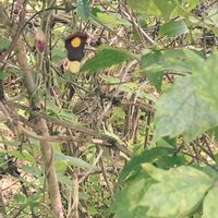 アリマウマノスズクサ,お花,山野草の画像