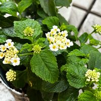 カモミール,ドクダミ,ランタナ七変化,白い恋人達,白い水曜日♡の画像