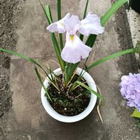 アメリカンブルー,菖蒲,紫陽花 アジサイ あじさい, クレマチス,庭の画像