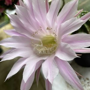 アジサイ,クレマチス,サボテン,サボテン,クレマチス プリンセスダイアナの画像