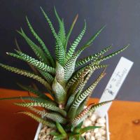 十二の巻,ハオルチア 十二の巻,レックスベゴニア,多肉植物,観葉植物の画像