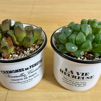 ハオルチア,銀波錦,オルビキュラータ,コチレドン　オルビキュラータ,多肉植物の画像