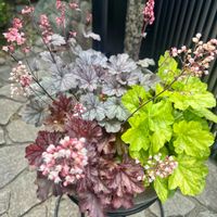 ヒューケラ,ハルディン,愛の花♡,ありがとうの花❣️の画像