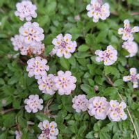 ガウラ,ヒメイワダレソウ,白い花,いつもありがとう♡,紫陽花 アジサイ あじさいの画像
