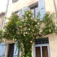 可愛い,お散歩,ピンクの花,ご近所,花のある暮らしの画像