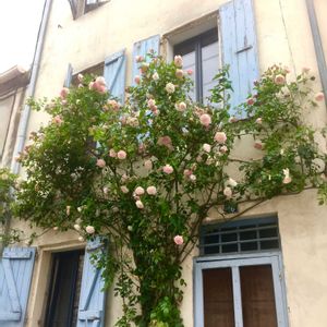 可愛い,お散歩,ピンクの花,ご近所,花のある暮らしの画像