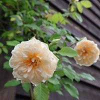 バラ アリスターステラグレイ,ナチュラルガーデン,つるバラ,ばら バラ 薔薇,庭の画像