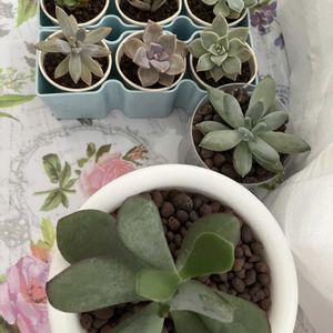エケベリア,ルンヨニー,リラシナ,多肉植物,子株の画像