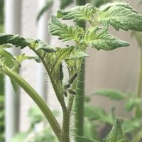 ミニトマト,ミニトマト,ミニトマト,鉢植え,花芽の画像