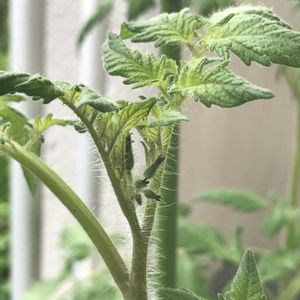 ミニトマト,ミニトマト,ミニトマト,鉢植え,花芽の画像