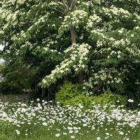 マーガレット,ヤマボウシ,山野草,野草,花木の画像