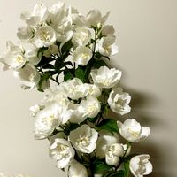つるバラ...,つるバラ...,デルフィニウム,梅花空木（バイカウツギ）,梅花空木（バイカウツギ）の画像