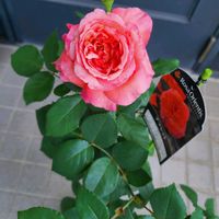 アマレット,春バラ,バラを楽しむ,ばら バラ 薔薇,バラの新苗の画像