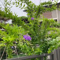 デュランタ 宝塚の画像