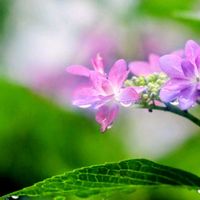 アジサイ,ナス,ナス,ユリ,ハオルチアの画像