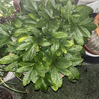 ローズマリー,ローズマリー,芍薬(シャクヤク）,芍薬(シャクヤク）,シャクヤク（芍薬）の画像