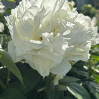 シャクナゲ,シャクヤク,シラネアオイ,ヤマシャクヤク,今日のお花の画像
