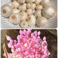 ニンニク,家庭菜園の画像