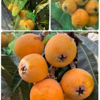 ビワ,家庭菜園,庭の画像