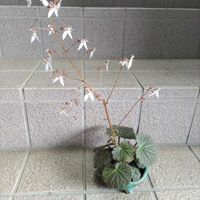 ユキノシタ,小鉢,ツルユキノシタ,自宅園芸,地道投稿の画像