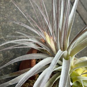 チランジア・ガルドネリー,チランジア・ガルドネリー,着生植物,ダイソー産,GSに感謝。の画像