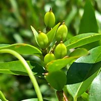 カロライナジャスミン,地植え,我が家の庭,かわいい花,ツル性植物の画像