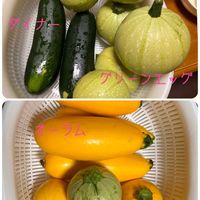 ズッキーニ,家庭菜園の画像