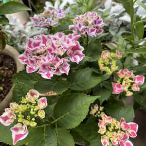 アジサイ,紫陽花,鉢植え,頂き物,楽しみ〜の画像