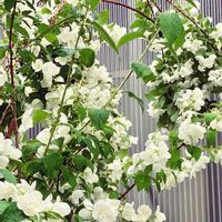 バイカウツギ,梅花空木（バイカウツギ）,庭の画像