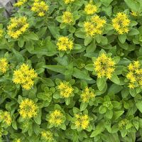 キリンソウ,キンモクセイ,黄色い菊,台風,白い菊の画像