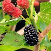 クワ,赤い実,実り,黒い実,木になる実の画像