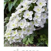 カシワバアジサイ,ニオイバンマツリ,南天の花,ペチュニア 湘南ヴェルデ,白い花の画像