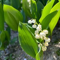 スズラン,スズラン,鈴蘭 （すずらん）,庭の花,北海道の画像