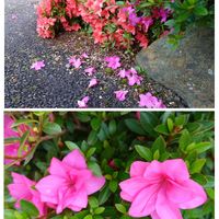 カルミア,サツキ,アメリカシャクナゲ,さつきつつじ,咲く花散る花の画像
