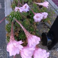 ガジュマル,胡蝶蘭,デンドロビューム,アボカド鉢植え,ベランダの画像