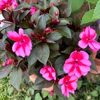 インパチェンス,ニューギニアインパチェンス,鉢植え,ガーデニング,可愛いの画像