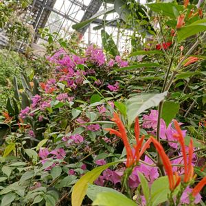 ベンガルヤハズカズラ, ビカクシダ,大阪府立 花の文化園,Juneの会,世界の平和を祈るの画像