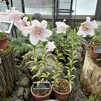 アルストロメリア,イキシア,エーデルワイス,タマシャジン,富山県立中央植物園の画像