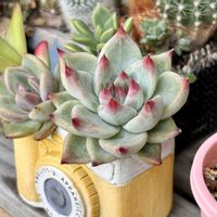 エケベリア,多肉植物,エケベリア属,多肉植物 エケベリア,ベランダ多肉の画像