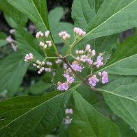 ムラサキシキブ,ムラサキシキブ,ユキノシタ,山紫陽花,ダイアンサス(なでしこ)の画像