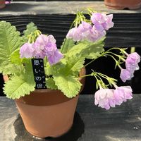 サクラソウ,富山県立中央植物園の画像